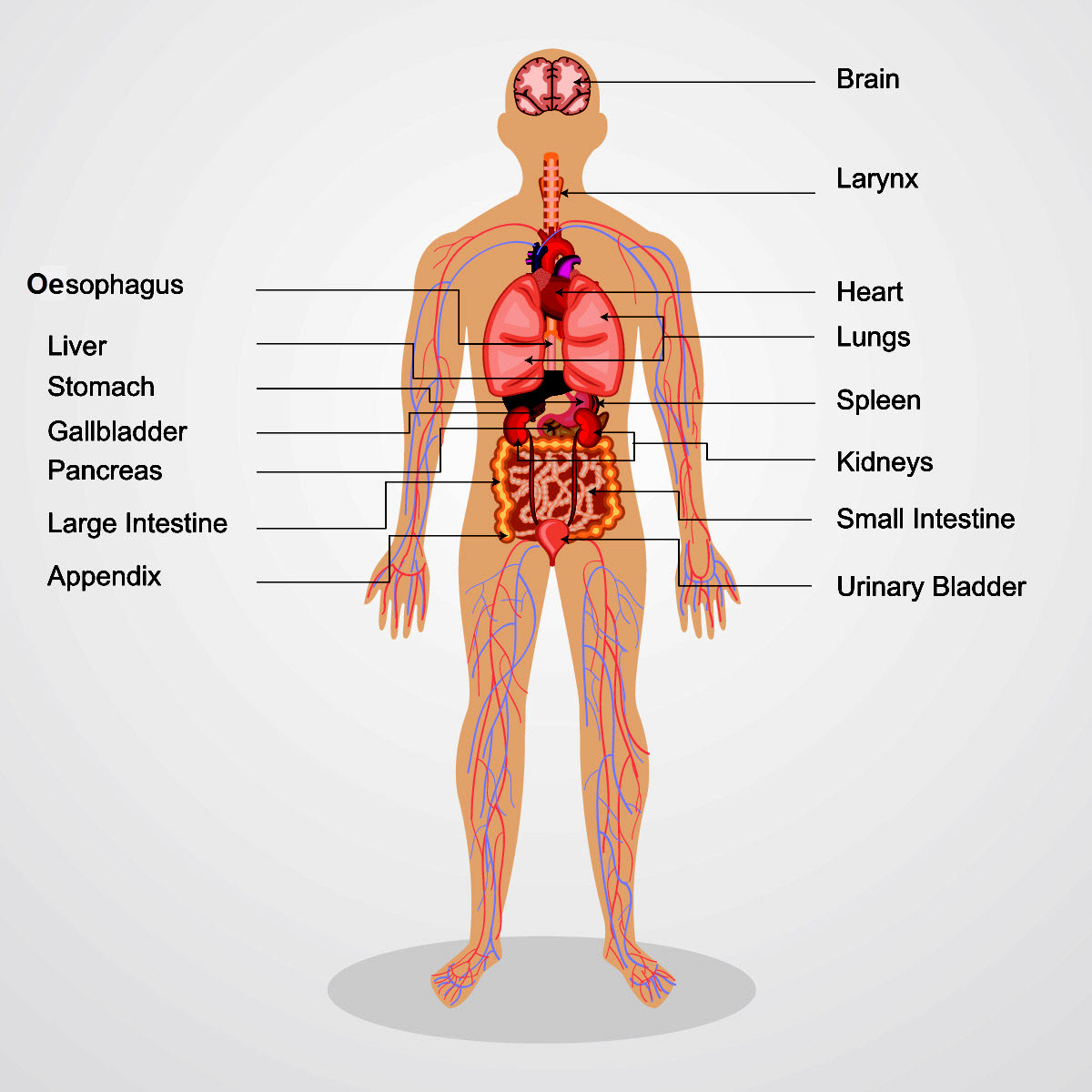 Tissues and Organs - worksheet from EdPlace